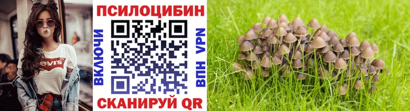 площадка клад Абинск Галлюциногенные грибы Psilocybe